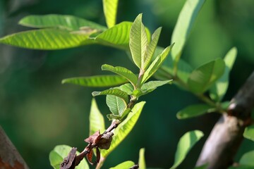 Sticker - Closeup of lush green plants illuminated by daylight with a few leaves still attached to its stem