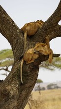Beautiful Vertical Shot Of Lionesses Sleeping On A Tree Branch