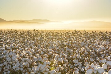 Wall Mural - Beautiful landscape of a cotton field on the sunrise in Mexico
