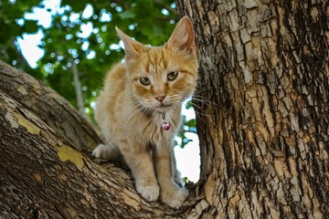 Poster - Closeup of a yellow cat on a tree