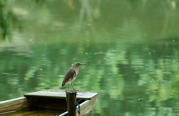 Poster - Closeup of a graceful Indian pond heron standing on a sunk boat in a beautiful lake