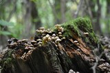 Fototapeta Las - Close-up view of Mycena mushrooms growing on a moss-covered broken tree