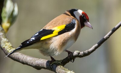Wall Mural - Closeup shot of a goldfinch bird on a tree branch.