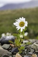 Canvas Print - Vertical shallow focus shot of white Tripleurospermum maritimum growing in stony ground