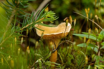 Wall Mural - Closeup shot of an inky cap mushroom in a forest