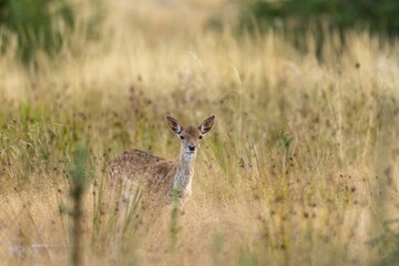 Sticker - Closeup of young European fallow deer in the dry grass field