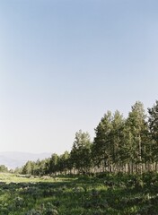 Wall Mural - beautiful view of eucalyptus nitens trees over grassland under blue sky, vertical shot