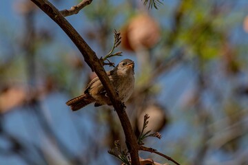 Poster - Closeup shot of a wren bird perched on a tree branch