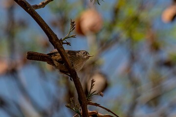 Canvas Print - Closeup shot of a wren bird perched on a tree branch