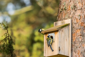 Sticker - Beautiful shot of cute Great tits on a wooden birdhouse