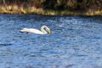 Sticker - Beautiful shot of a white swan in a lake on a sunny day