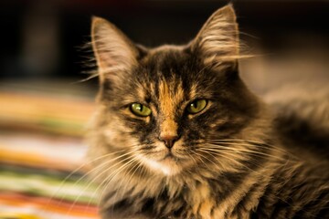 Poster - Shallow focus shot of a Siberian cat looking sharp at the camera with blur background