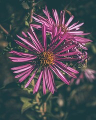 Sticker - Closeup shot of blooming purple aster flowers