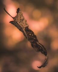 Canvas Print - Falling old dried yellow autumn leaf with bokeh background