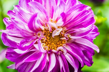 Sticker - Closeup of a beautiful purple Dahlia pinnata flower growing in a garden