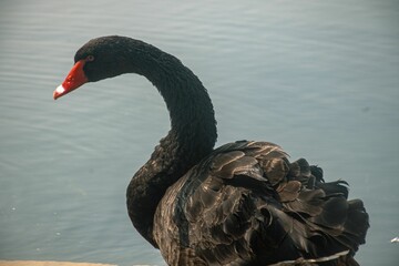 Sticker - Selective of black swan (Cygnus atratus) in a lake