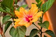 Close up of a Hibiscus flower with its leaves on an orange background