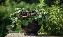  A Potted Plant With Berries On It Sitting On A Ledge In A Garden Area With Other Plants And Trees In The Background, With A Green Foliage In The Foreground.  Generative Ai