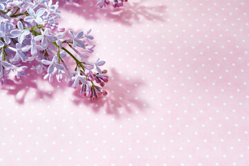 Wall Mural - flat lay frame with lilac branches on a pink background