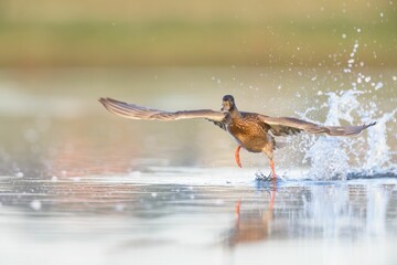 Sticker - Selective focus shot of a brown goose splashing on a lake surface