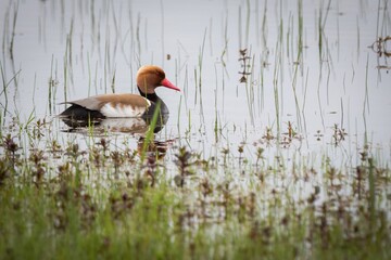 Poster - Lone red-crested pochard duck on a calm lake in the Netherlands