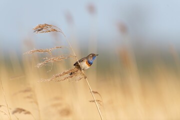 Sticker - Small bluethroat (Luscinia svecica) perched on the stem of a plant on the blurred background