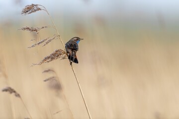 Poster - Small bluethroat (Luscinia svecica) perched on the stem of a plant on the blurred background