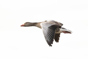 Wall Mural - Closeup shot of a goose flying in the air against the bright white daytime sky