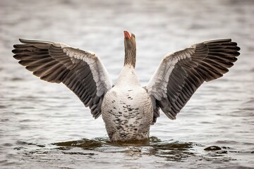 Canvas Print - Closeup shot of a goose with spread wings swimming in the waters of a lake on the blurred background