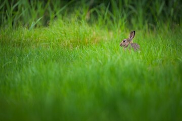 Brown  rabbit standing in the distance in a green field, blurred background