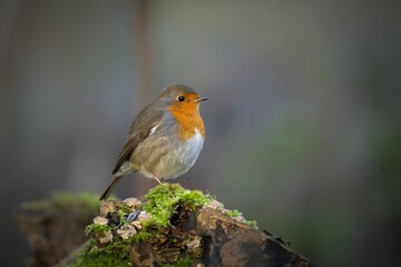 Sticker - European robin bird with an orange spot perched on a moss-covered log