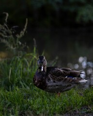 Sticker - Macro vertical view of a Domestic duck perching on the grass