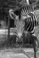 Sticker - Vertical black and white shot of a zebra in Mandai, Singapore