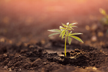 Wall Mural - Farm marijuana cannabis on blurred background at sunset