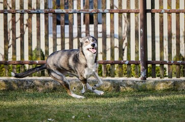 Poster - Siberian husky running in the garden.