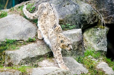 Sticker - Snow leopard at the zoo.