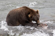 © Mat Hayward - Wild Alaskan brown grizzly bear feeding on sockeye salmon at Brooks Falls in Katmai, Alaska