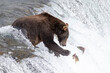 © Mat Hayward - Wild Alaskan brown grizzly bear feeding on sockeye salmon at Brooks Falls in Katmai, Alaska