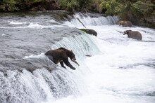 Wild Alaskan Brown Grizzly Bear Feeding On Sockeye Salmon At Brooks Falls In Katmai, Alaska