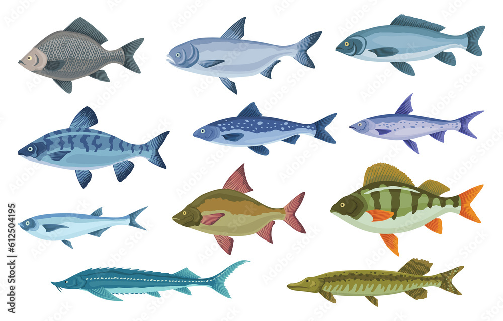 Fish sorts and types. Various freshwater fish. Hand-drawn color ...