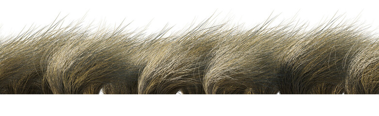 Wall Mural - Field of wild dry grass bent by the wind isolated png on a transparent background perfectly cutout high resolution frontal