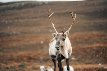 Canvas Print - Close-up of a mountain reindeer (Rangifer tarandus tarandus) standing on the mountain slope