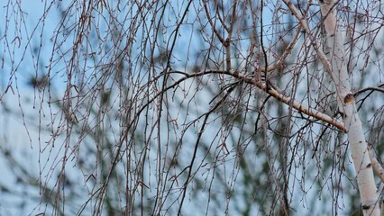 Close-up view of leafless tree branches