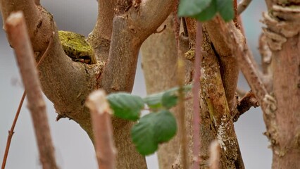 Close-up view of leafless tree branches in a garden