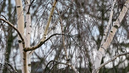 Close-up view of leafless tree branches