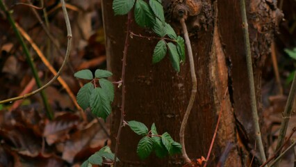 Close-up view of wet tree branches