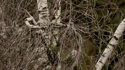 Close-up view of leafless tree branches