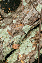 Close Up Detail Of Tree Bark