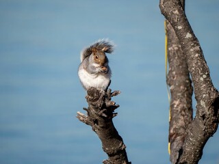 Sticker - Closeup shot of a brown squirrel on a tree during the day