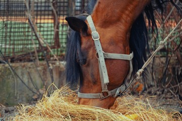 Sticker - Brown horse contentedly grazing on a pile of hay